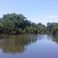 Muthurajawela marsh sarath boat tours