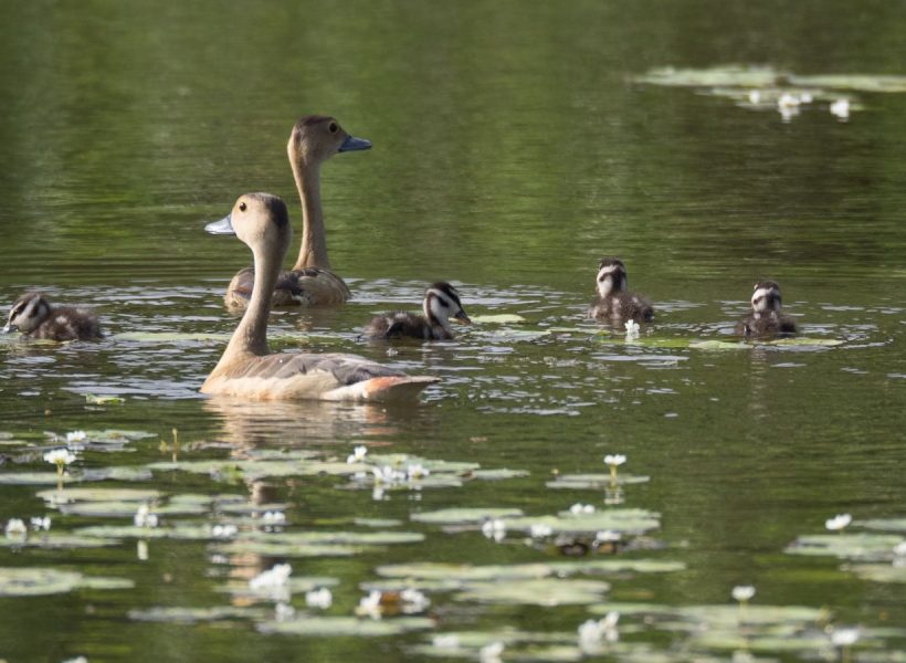 Dutch canal negombo - ducks